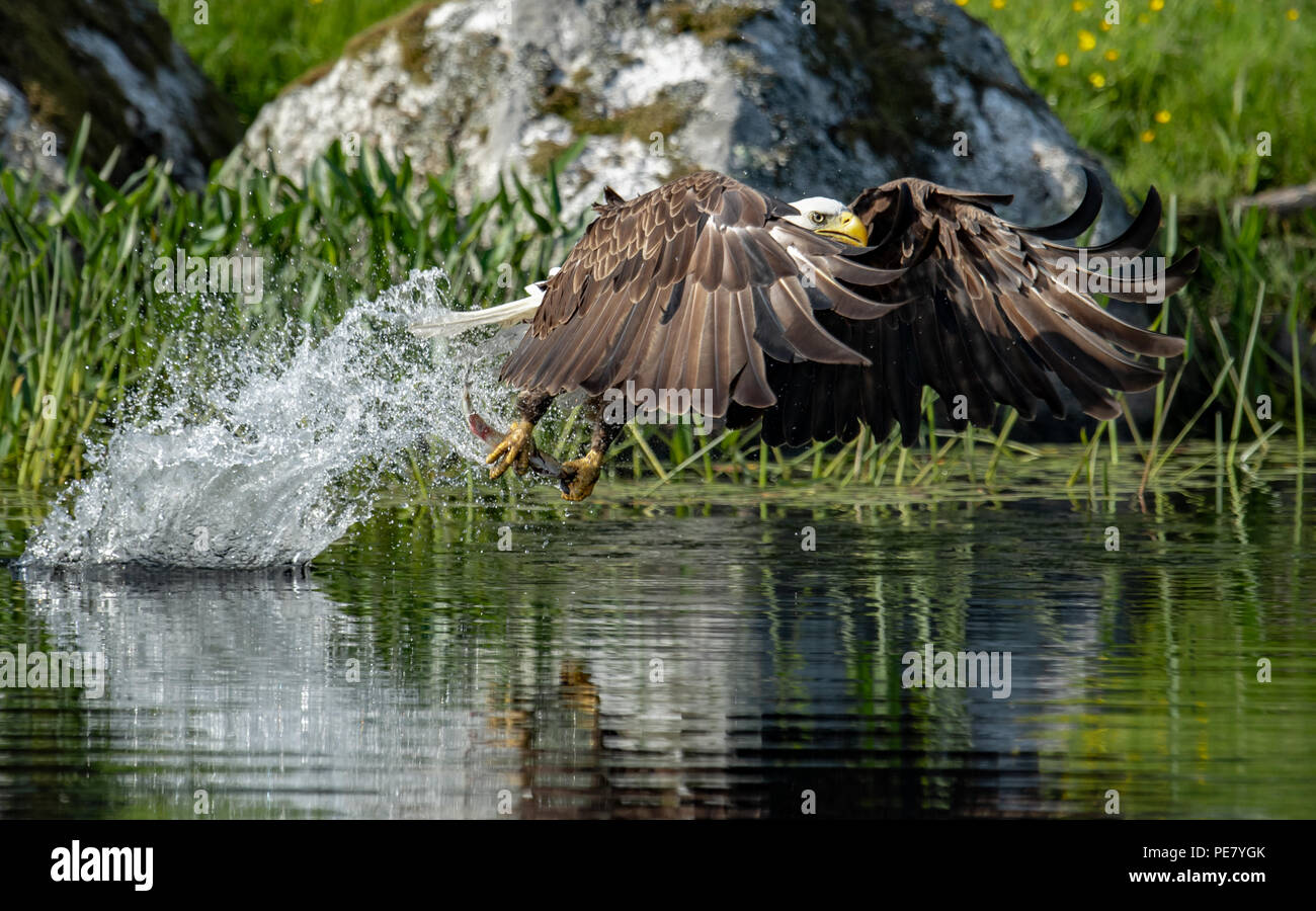 Bald Eagle Fishing Stock Photo