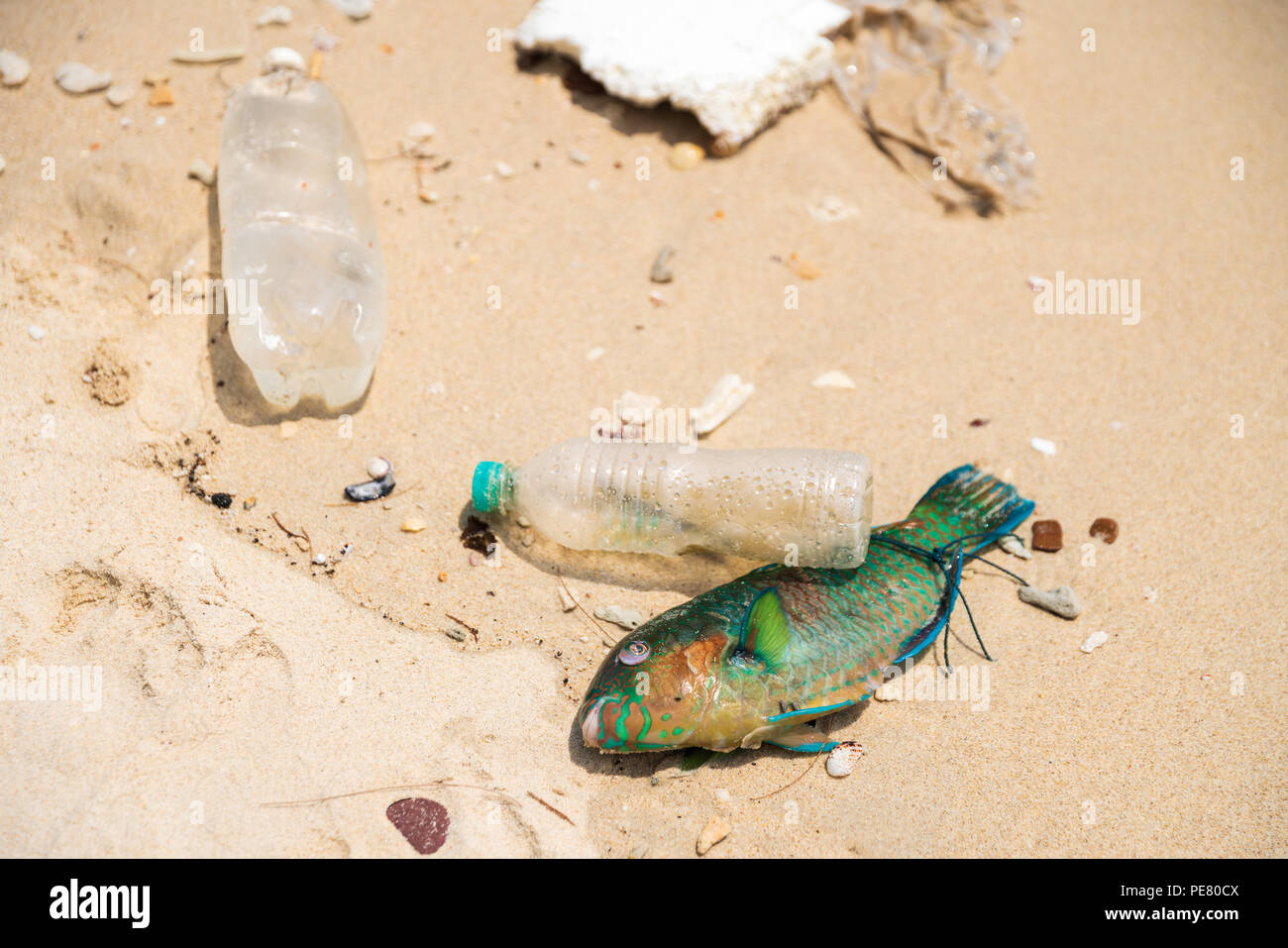 Plastic causes death of millions of marine animals throughout the planet Stock Photo - Alamy Plastic causes death of millions of marine animals throughout the planet Stock Photo - Alamy