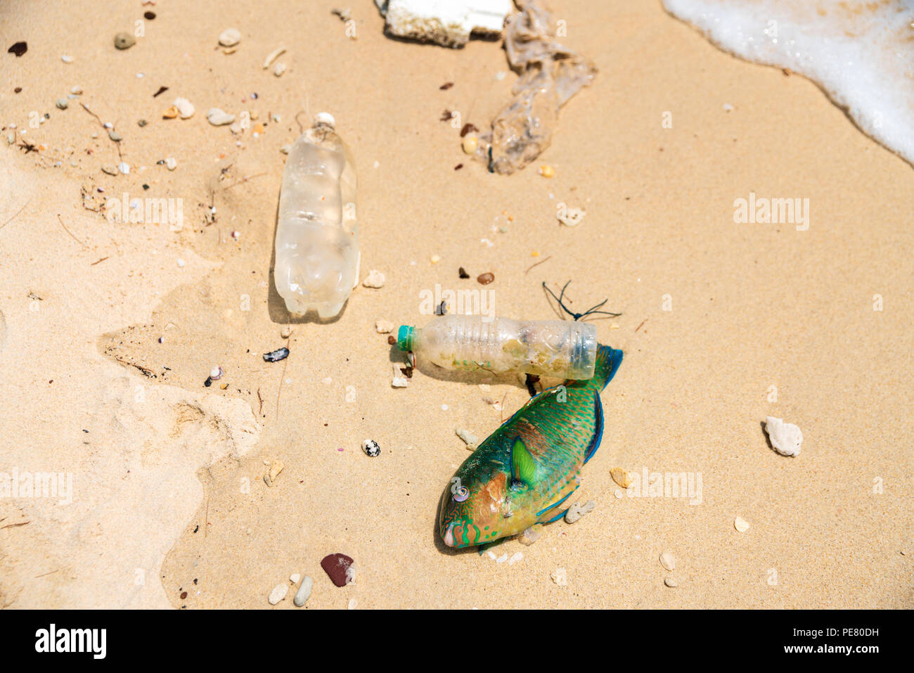 Symptoms approaching Ecological catastrophes become visible throughout the earth / Parrot fish lies dead among the plastic on a tropical beach Stock Photo