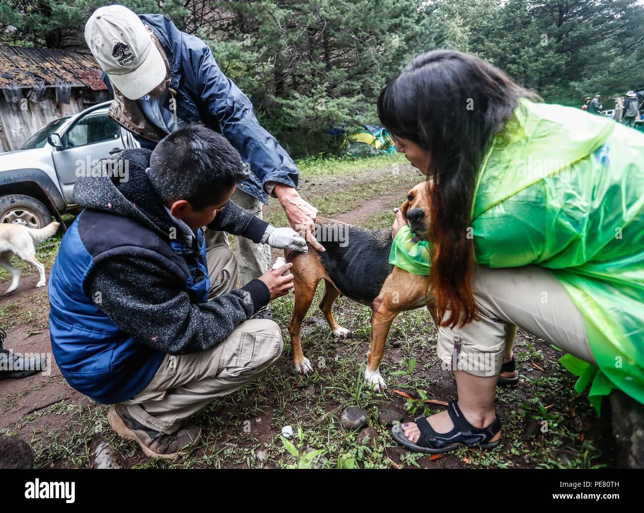 Perro  de campo encontrado herido, rescatado y atendido por integrantes de Expedición Discovery Madrense ....  Expedición Discovery Madrense de Greate Stock Photo