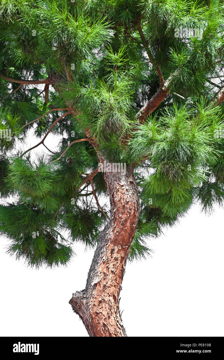 pine tree isolated on white background Stock Photo - Alamy