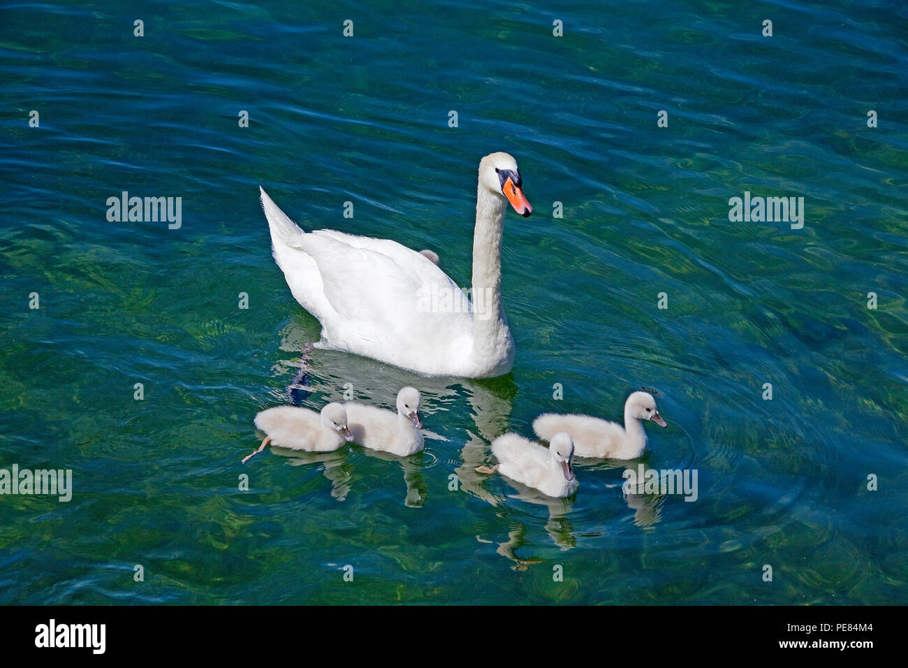 Swan with chicks on Lake Garda at Garda, province Verona, Lombardy, Italy Stock Photo