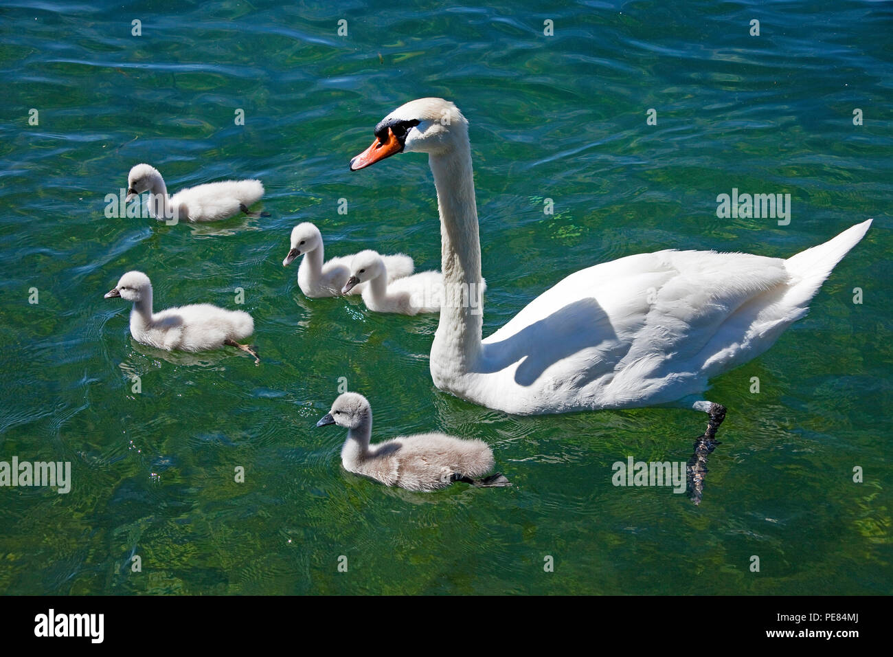 Swan with chicks on Lake Garda at Garda, province Verona, Lombardy, Italy Stock Photo