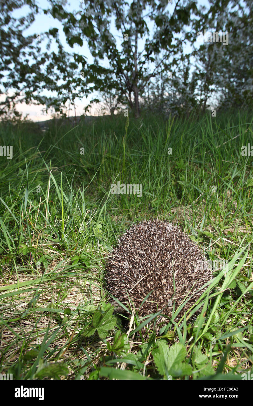 Hedgehog ( Erinaceus europaeus ) , in defensive ball in wild cherry restored  local nature reserve Stock Photo