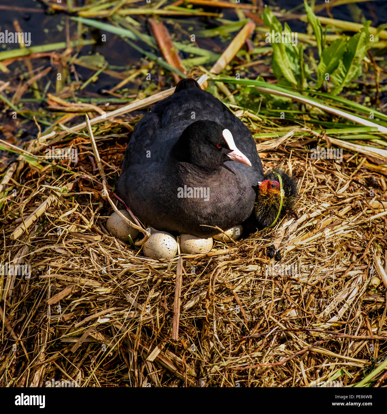 Coot is brooding on her nest, with eggs and one young. Stock Photo