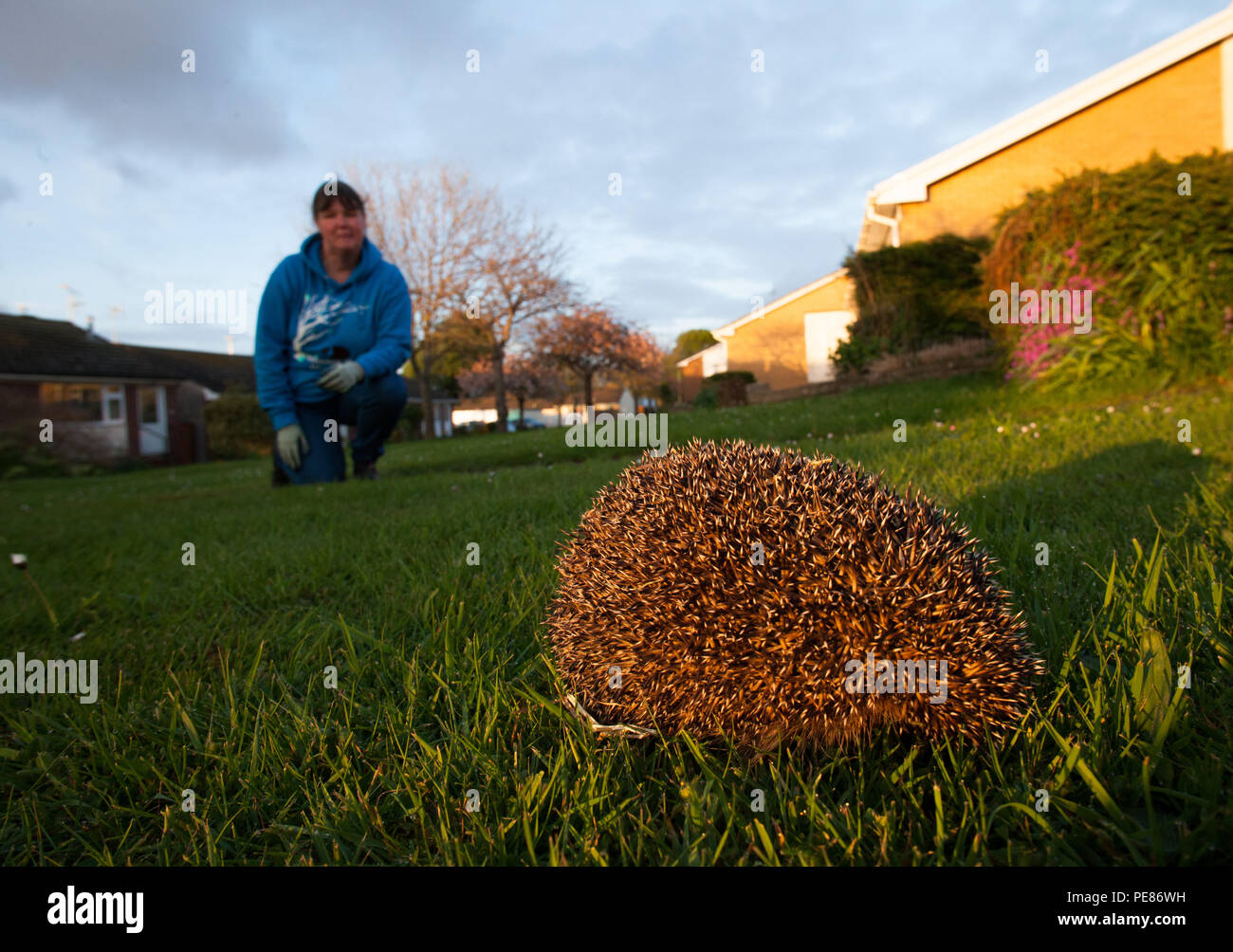 Hedgehog ( Erinaceus europaeus ) , adult having been released prior  to walking .On dew/rain soaked communal lawn in estate of bungalows having been rehabilitated for a month by Tracy Pierce release back to the wild ,where it was originally found in poor condition-sequence 2. Stock Photo