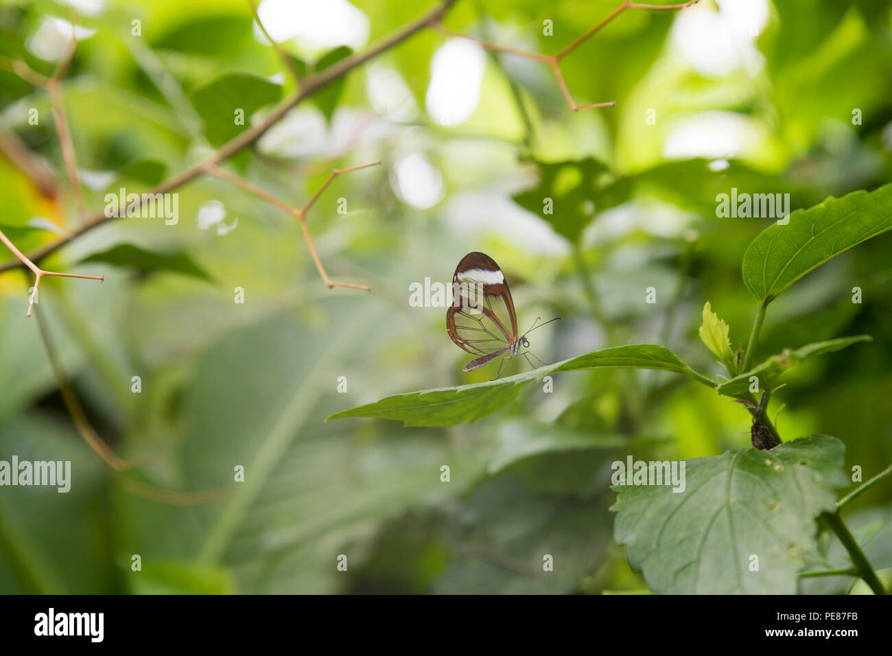 Glasswing Butterfly on green leaves Stock Photo
