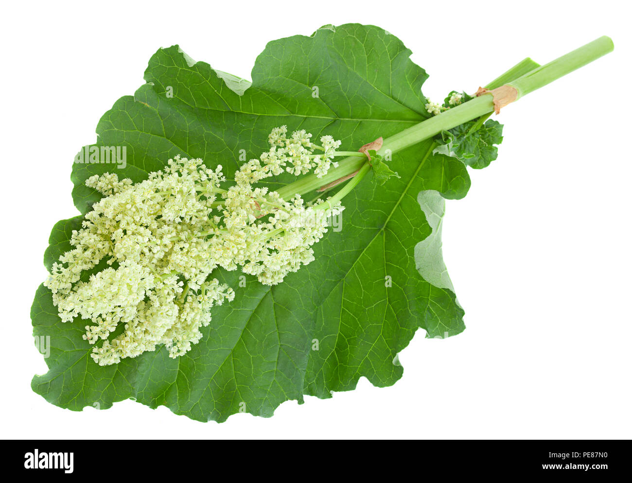 Blossom pieplant with big leaf isolated on white background Stock Photo