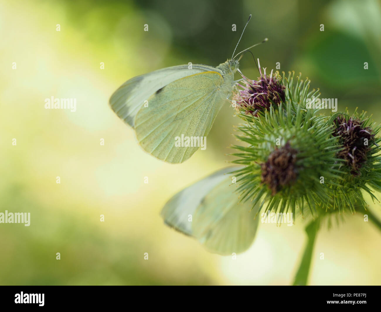 Beautiful image of Pieris Rapae butterfly aka Small cabbage white. Differential focus and backlit for attractive background with copyspace. Stock Photo