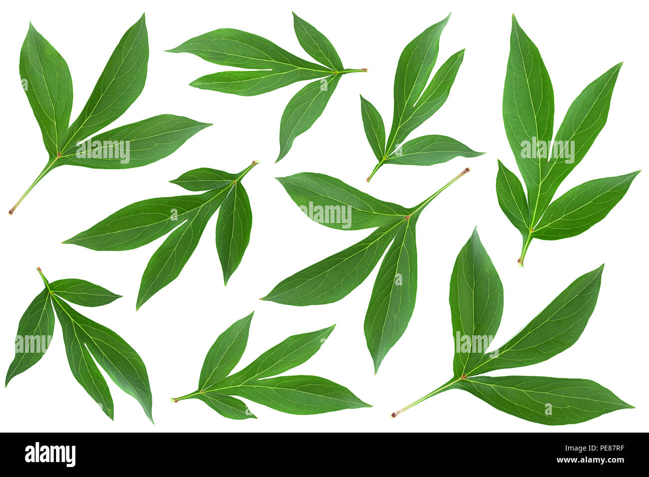 Peony leaf set closeup isolated on white background Stock Photo - Alamy