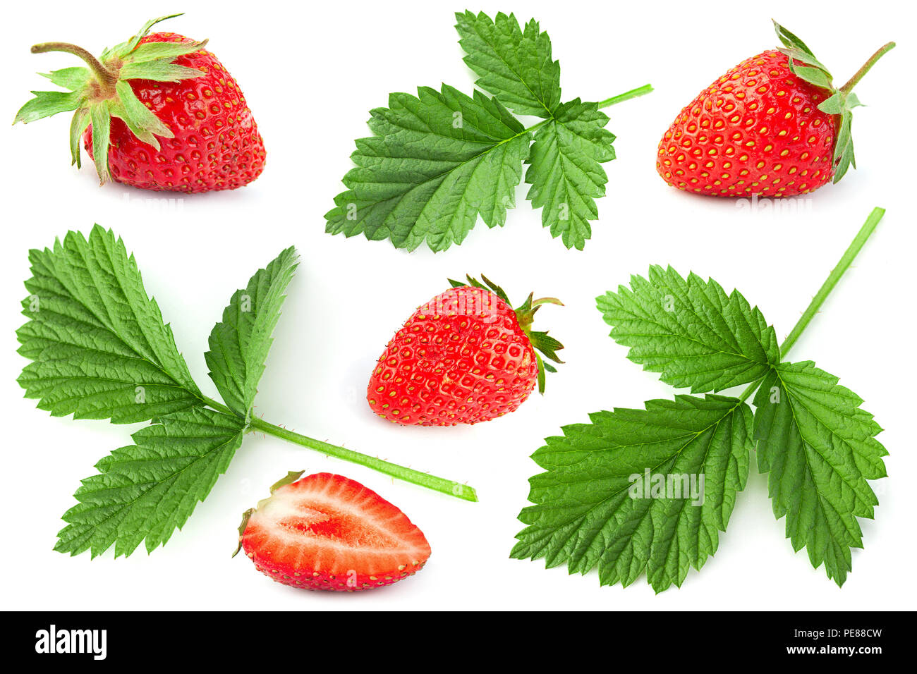 Raspberry fruit leaf collection isolated on white background Stock Photo