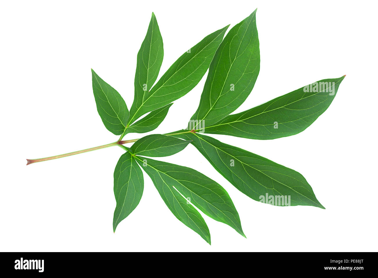 Peony leaf closeup isolated on white background Stock Photo - Alamy