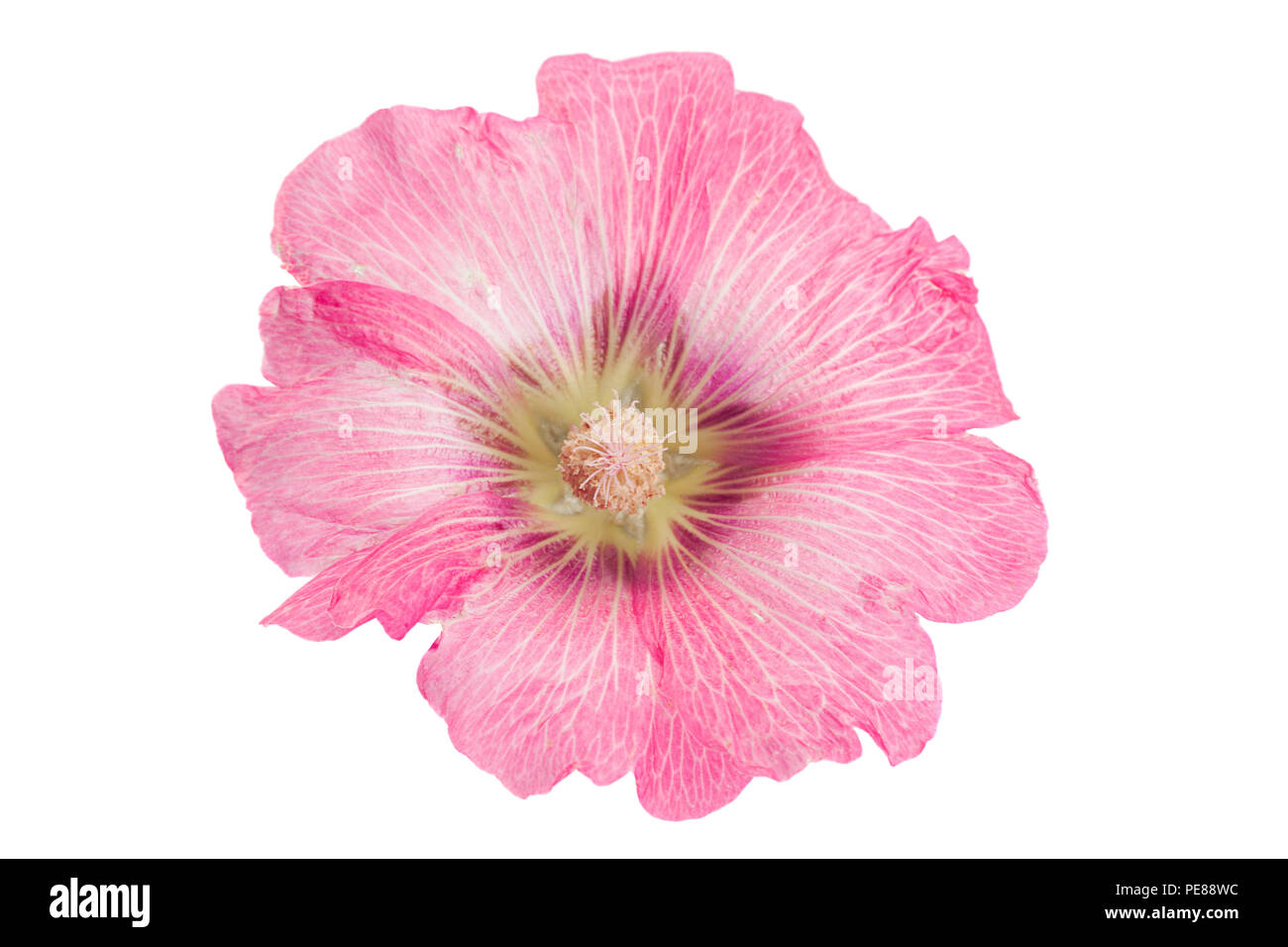 Mallow flower head closeup isolated on white background Stock Photo - Alamy