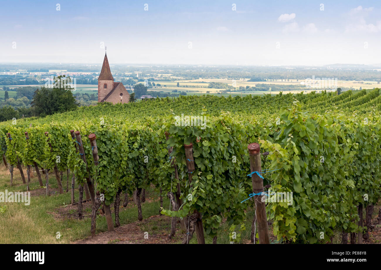 Vineyard and Fortified Church in Hunawihr, Alsace wine route, France