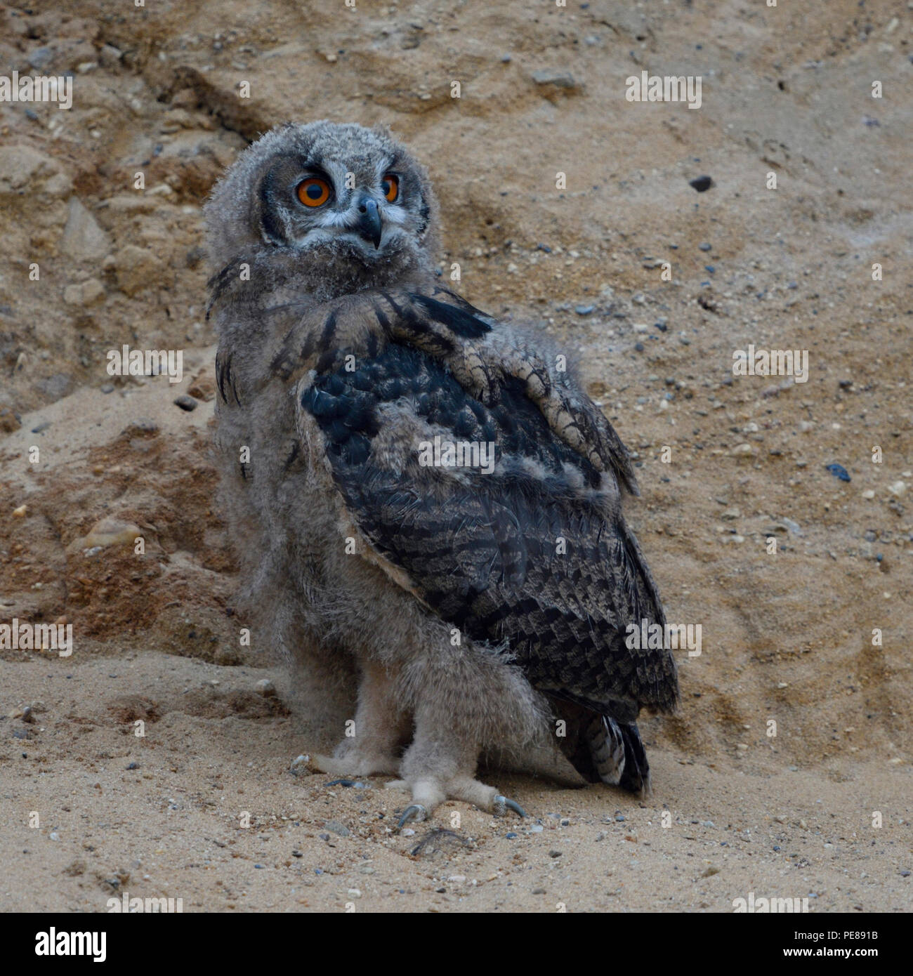 Eurasian Eagle Owl / Europaeischer Uhu ( Bubo bubo ), young chick, owlet in sand pit, moulting, wildlife, Europe. Stock Photo