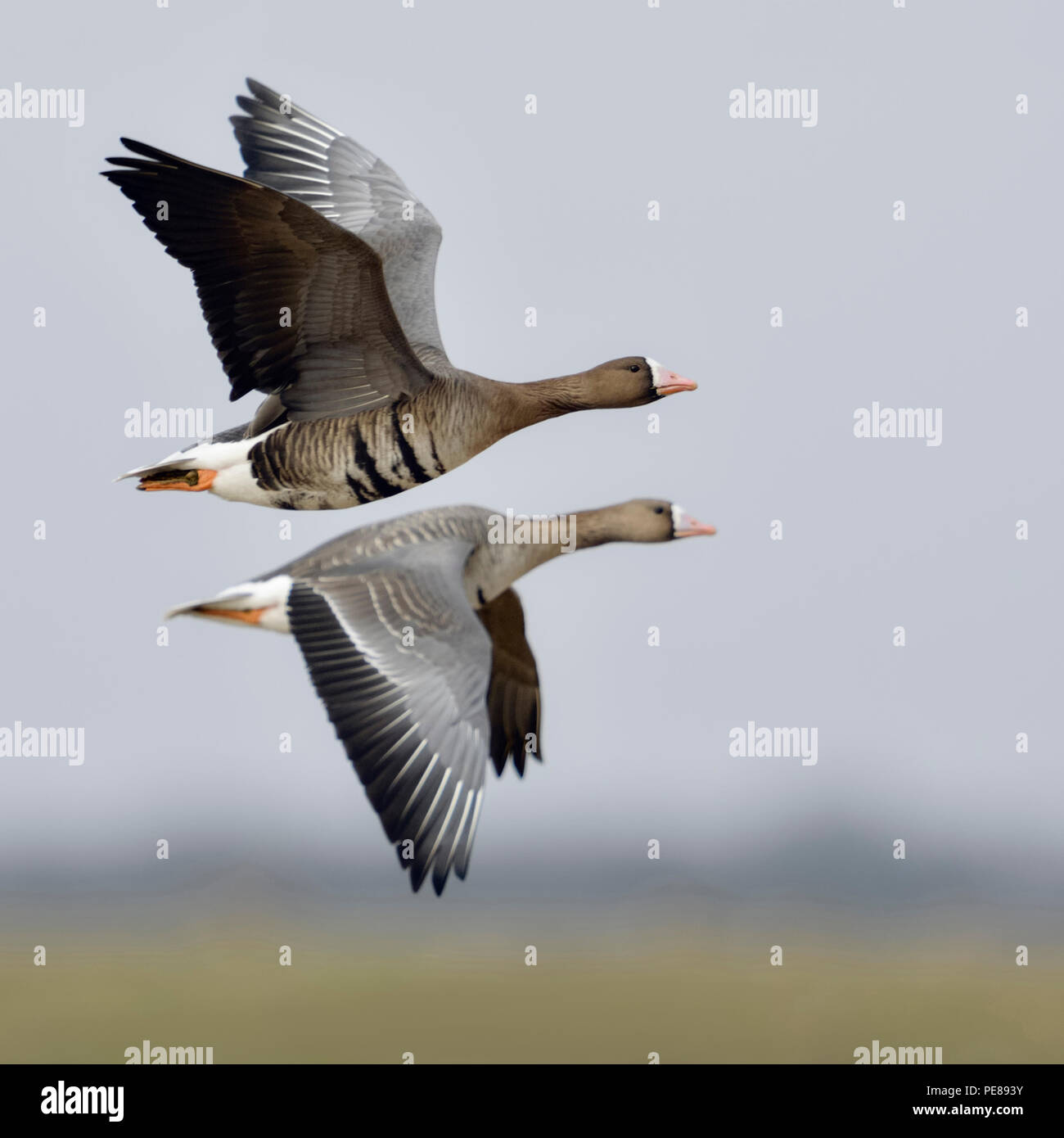 White-fronted Geese / Blaessgaense ( Anser albifrons ), pair, couple, arctic guests, flying above rural grounds of their winter territory, wildlife, E Stock Photo