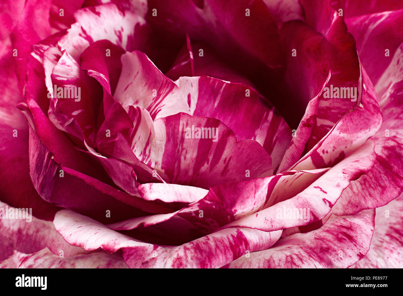 Striped pink rose hires stock photography and images Alamy