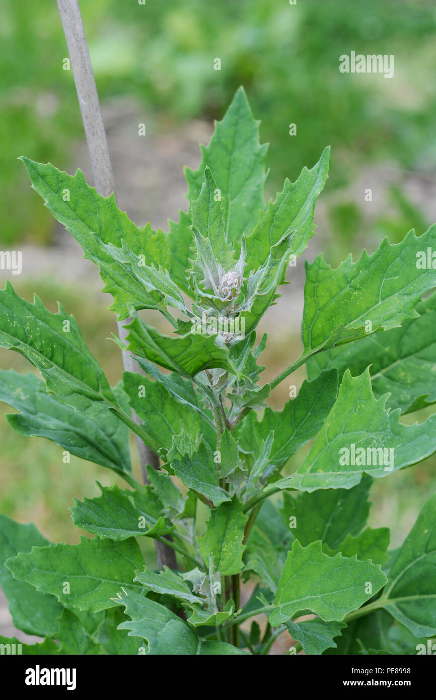 Lush quinoa plant supported by a cane, growing in an allotment Stock Photo