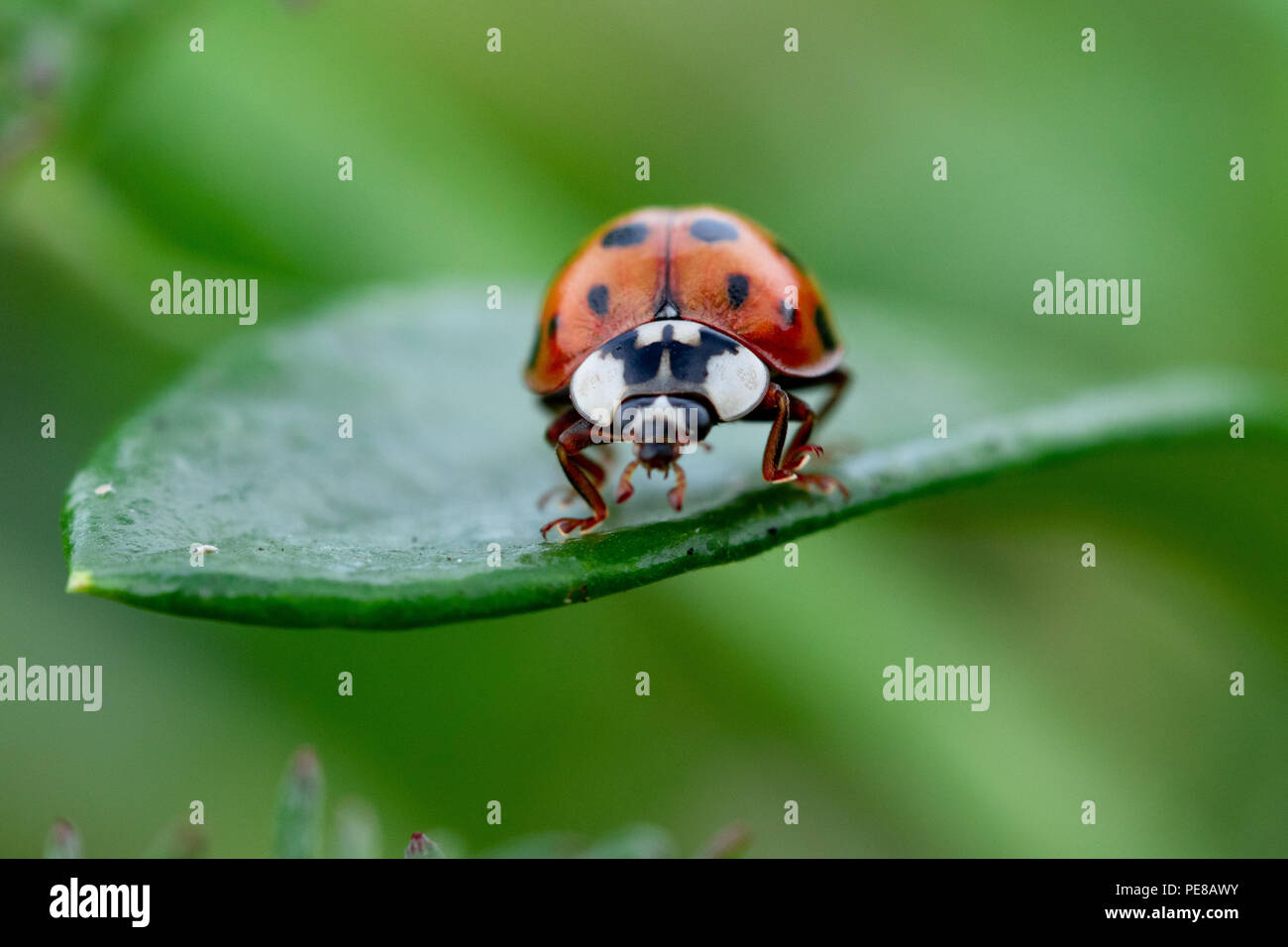 A red ladybug on a green succulent leaf. Stock Photo