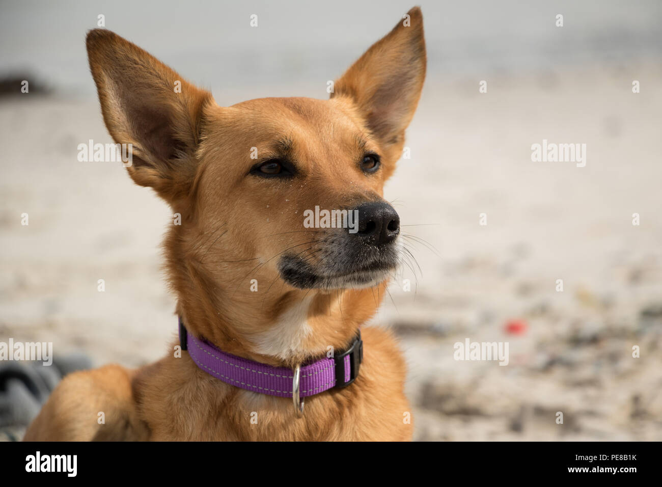 Dogs on the beach Stock Photo