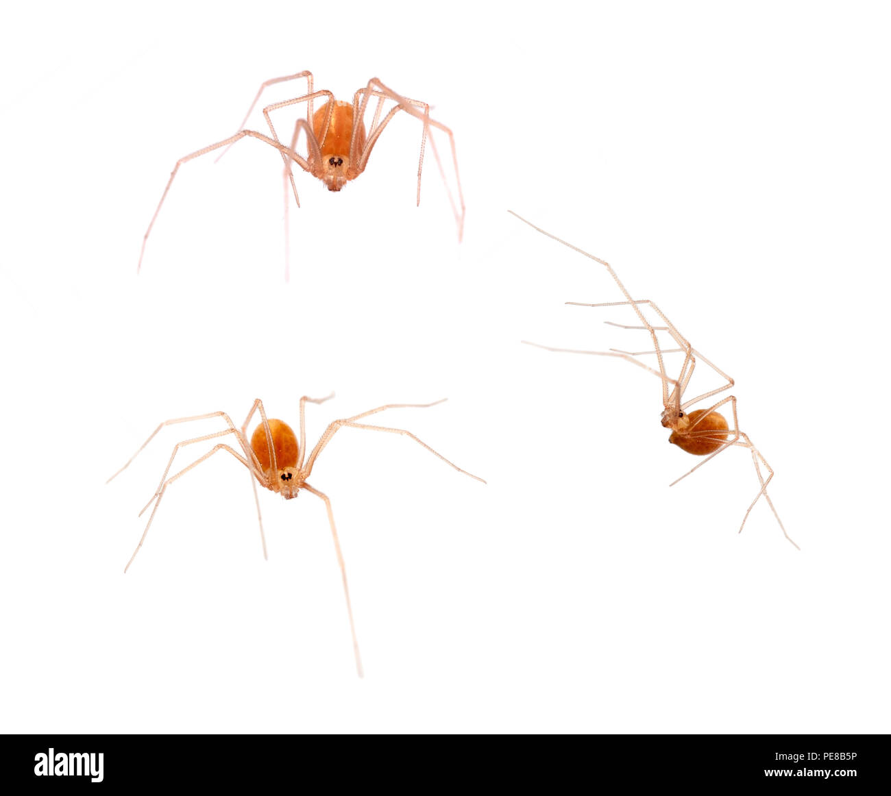 Macro of small orange colour arachnid, Spermophora senoculata the shortbodied cellar spider. Pholcidae. Stock Photo