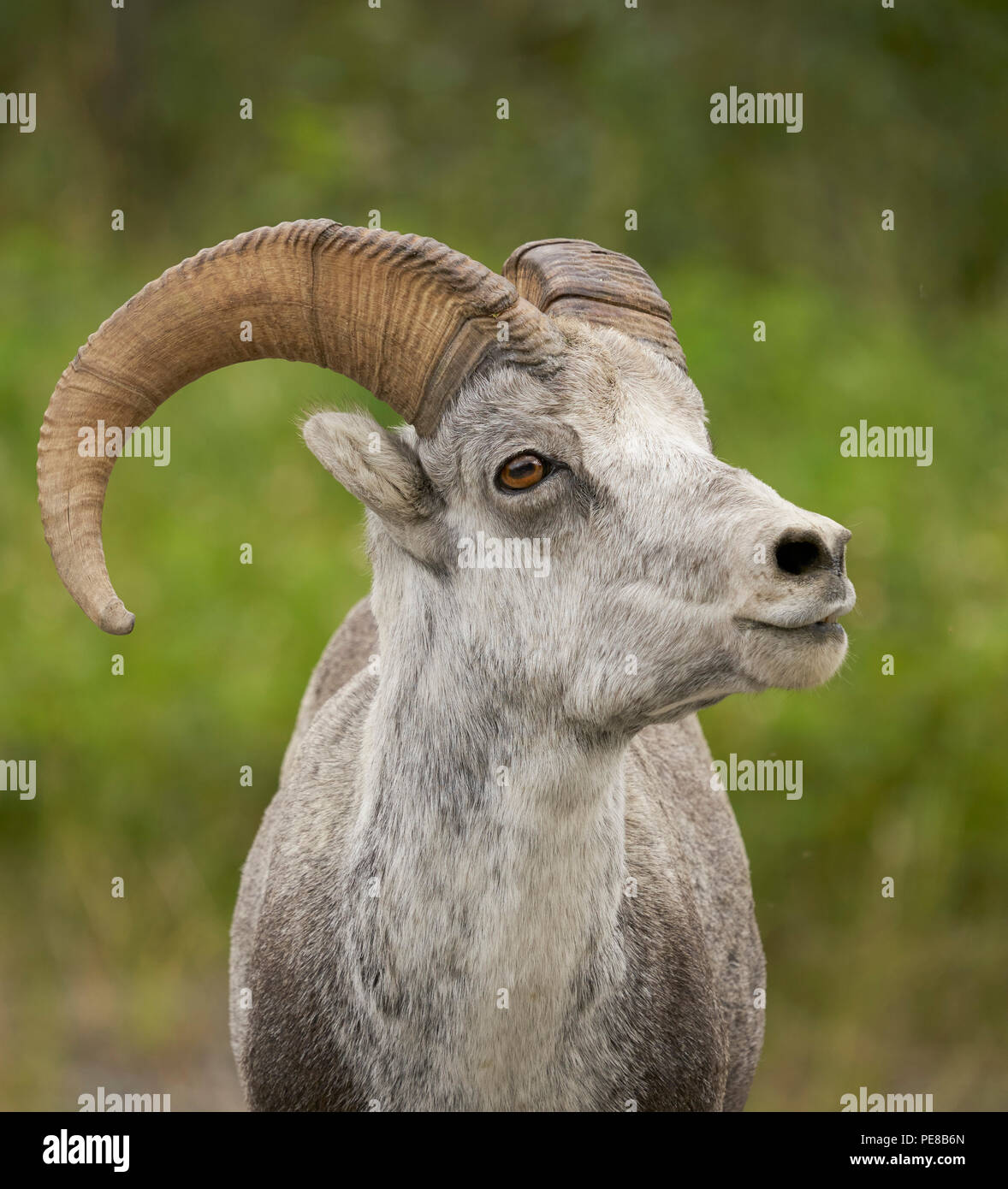 Stone's Sheep (Ovis dalli stonei), Muncho Lake British Columbia Stock Photo