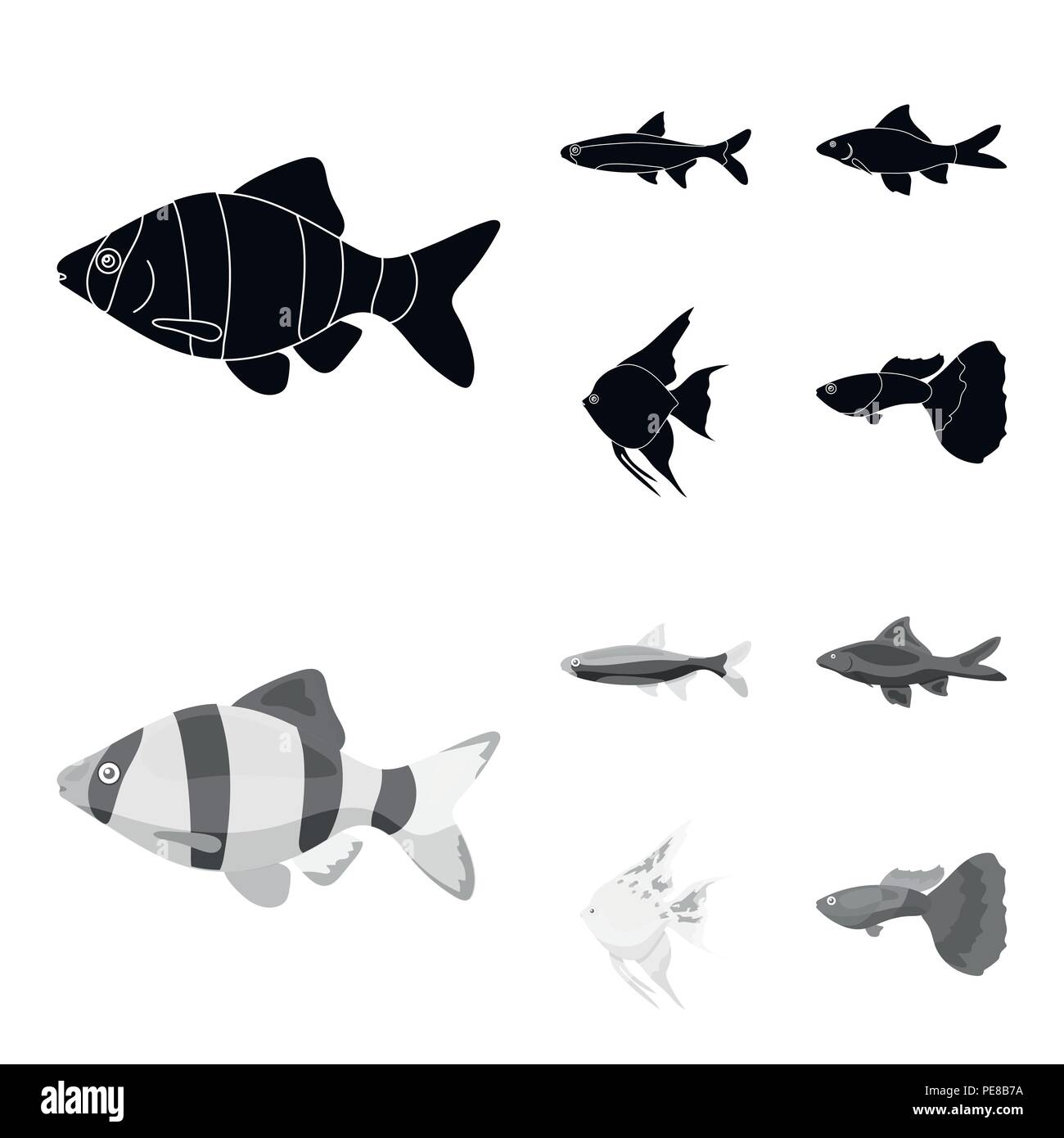 Angelfish, common, barbus, neon.Fish set collection icons in black,monochrom style vector symbol stock illustration . Stock Vector