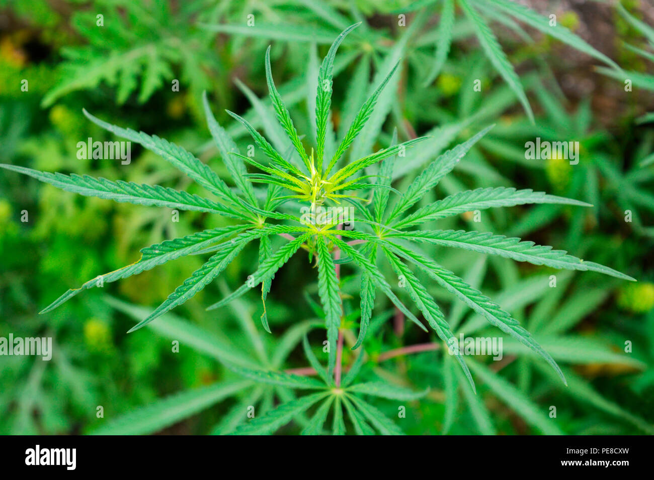 Bhang plant hi-res stock photography and images - Alamy