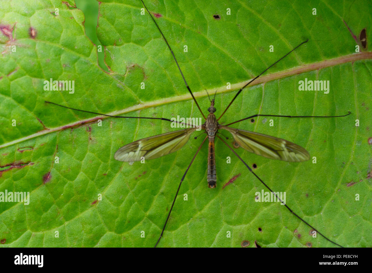 Crane fly, Family Tipulidae, Uttarakhand, India Stock Photo