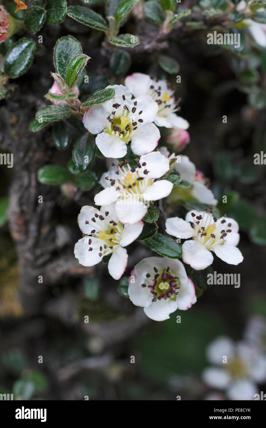 White flowers of Cotoneaster microphyllus, Valley of flowers, Uttarakhand, India Stock Photo