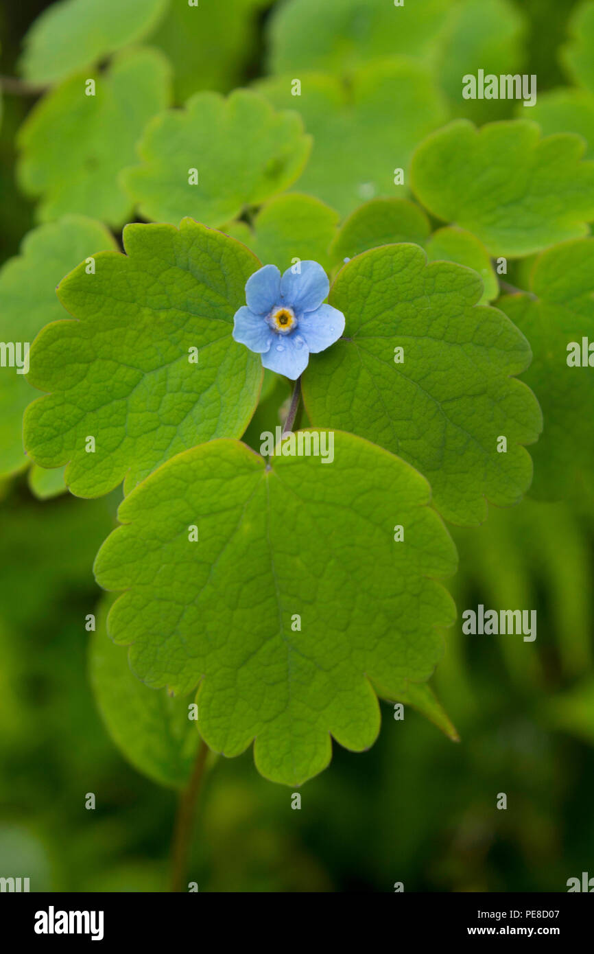 me not, Myosotis a genus of flowering plants in the family