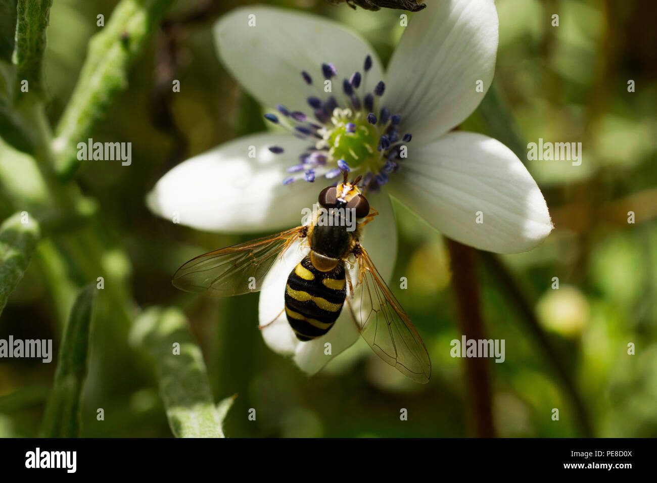 Valley Of Flowers Uttarakhand High Resolution Stock Photography And Images Alamy