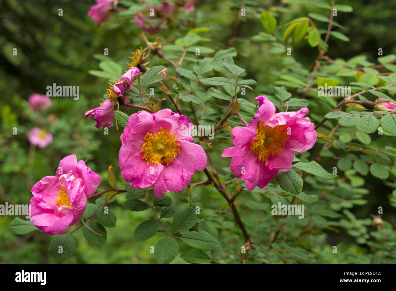 Wild roses Ban Gulab, Dand Kunja Stock Photo