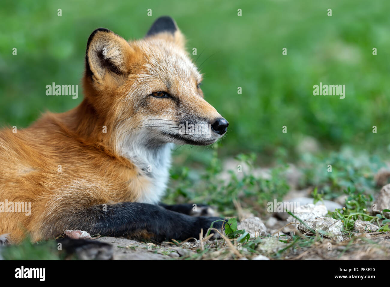 Portrait of a red fox (Vulpes vulpes) in the natural environment Stock ...