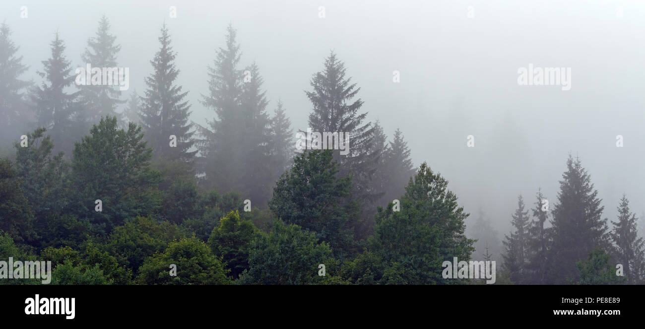 Fog covering forest hi-res stock photography and images - Alamy