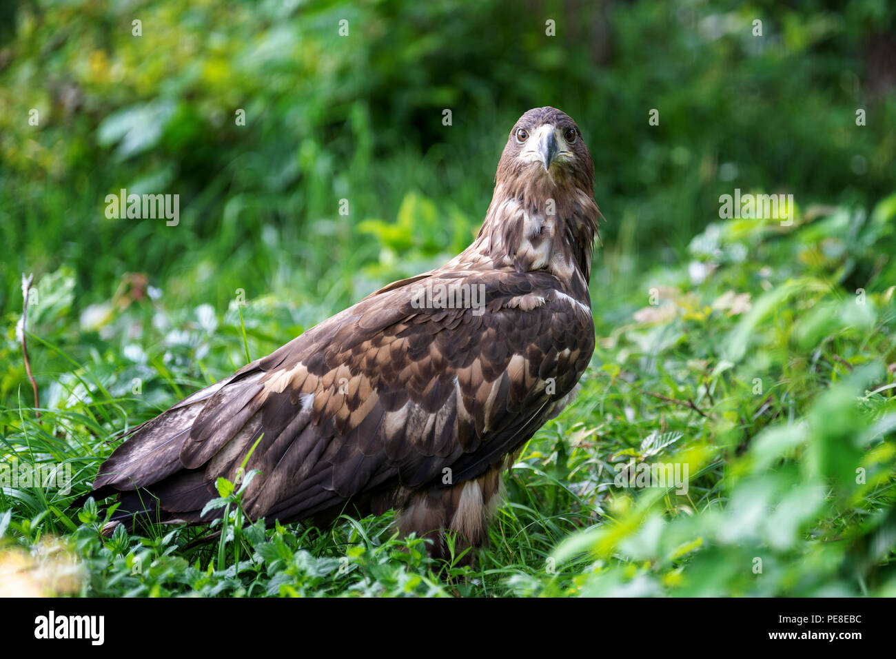 Eastern imperial eagle in summer day Stock Photo - Alamy