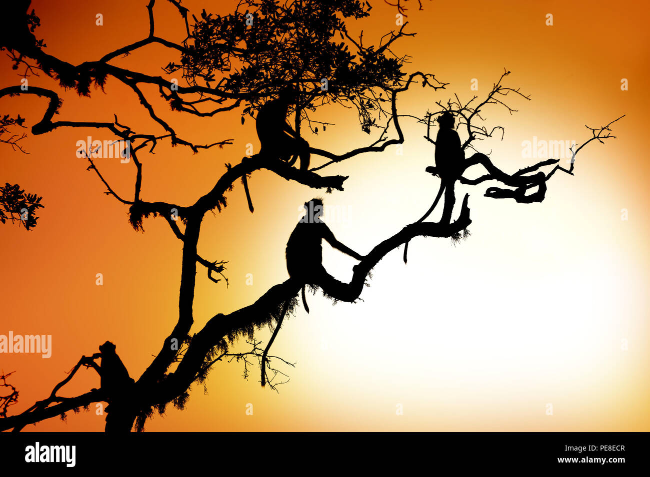 Silhouette of a monkey on tree in sunset Stock Photo