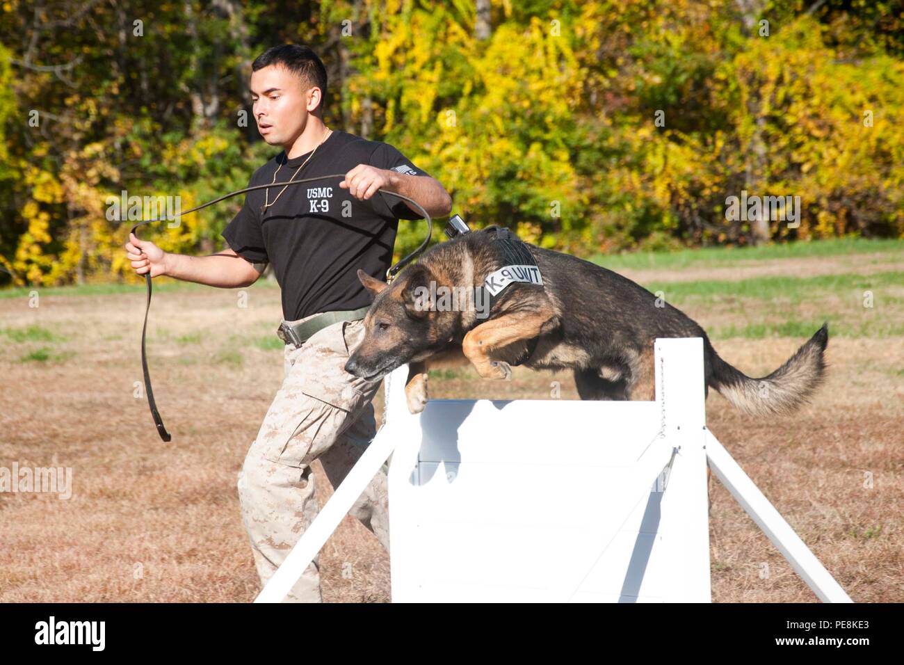 Sgt. Shawn Eden, Quantico Canine Unit, and his working dog Segal participate in an iron dog competition Oct. 23 aboard Marine Corps Base Quantico. Military working dogs and their handlers often collaborate with outside agencies to improve detection training and bite-work training. Stock Photo