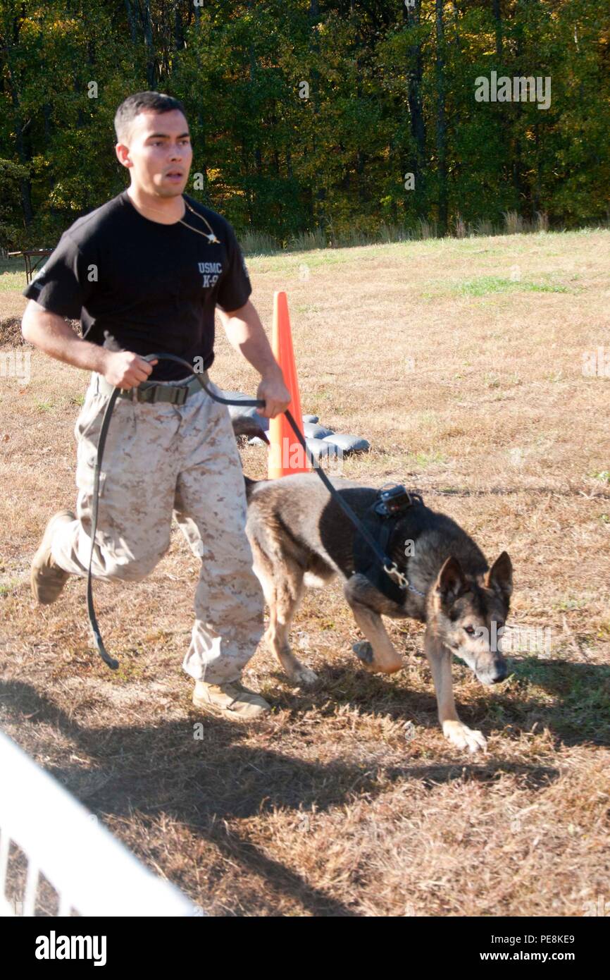 Sgt. Shawn Eden, Quantico Canine Unit, and his working dog Segal participate in an iron dog competition Oct. 23 aboard Marine Corps Base Quantico. Military working dogs and their handlers often collaborate with outside agencies to improve detection training and bite-work training. Stock Photo