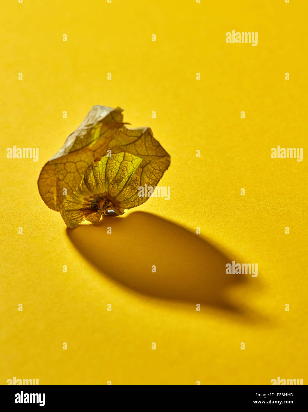 Dry shell Physalis fruit on a yellow background, soft focus with soft shadow. Stock Photo