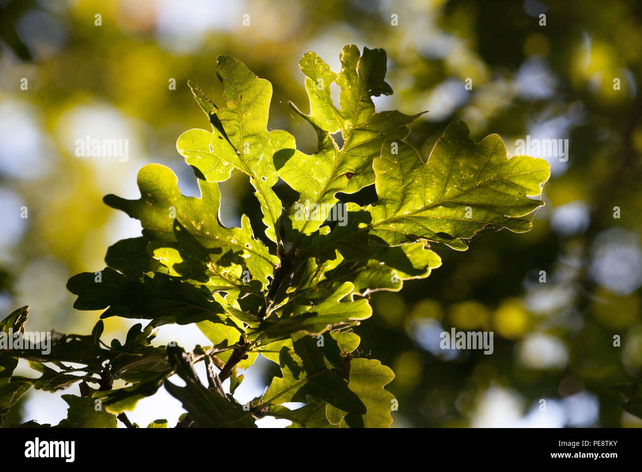 Important tree for invertebrates hires stock photography and images