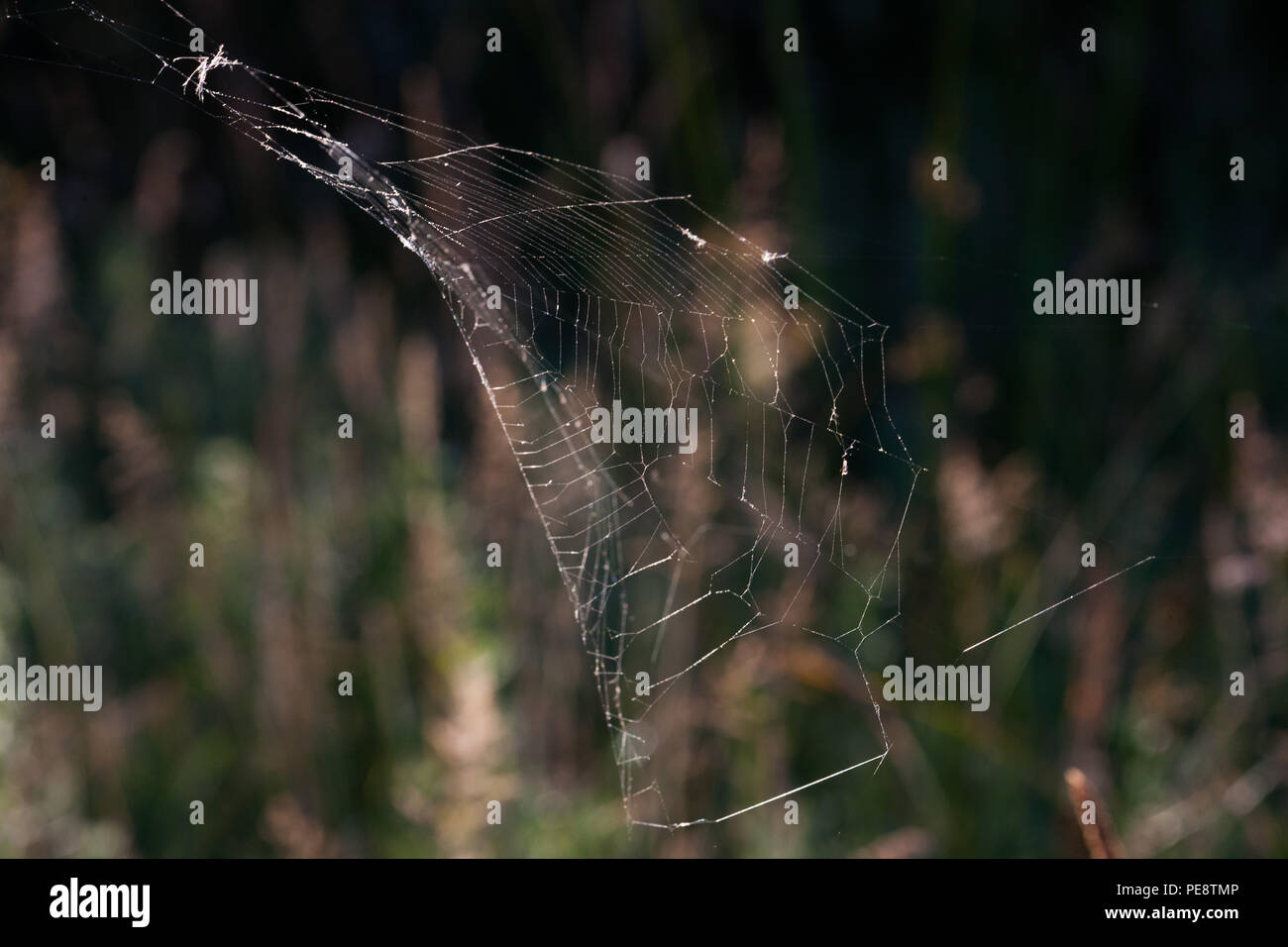 Marsh Thistle ( Cirsium palustre ) with spiders web .Importance of this plant in the development of the Knepp Rewilding project in providing developing micro habitats that in turn produce food for birds and mammals .Hence the ecology of the site changes and develops , which is how rewilding works. Kneep estate has converted 3,500acres of wheat farmland into rewilded habitats with huge numbers of new wildlife species for West Sussex which are generally declining elsewhere nationally . Stock Photo