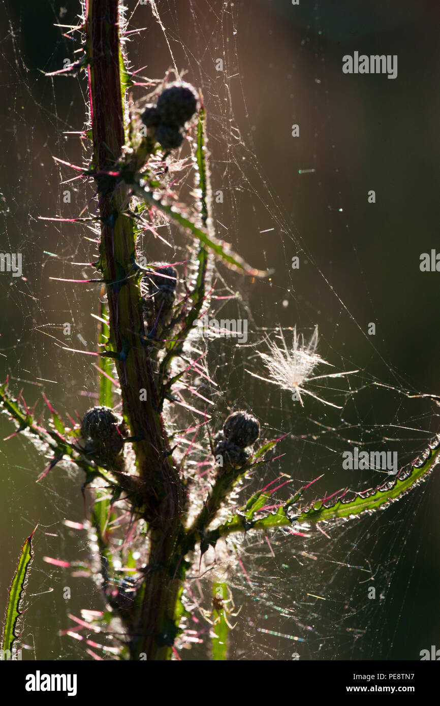 Marsh Thistle ( Cirsium palustre ) with spiders web .Importance of this plant in the development of the Knepp Rewilding project in providing developing micro habitats that in turn produce food for birds and mammals .Hence the ecology of the site changes and develops , which is how rewilding works. Kneep estate has converted 3,500acres of wheat farmland into rewilded habitats with huge numbers of new wildlife species for West Sussex which are generally declining elsewhere nationally . Stock Photo