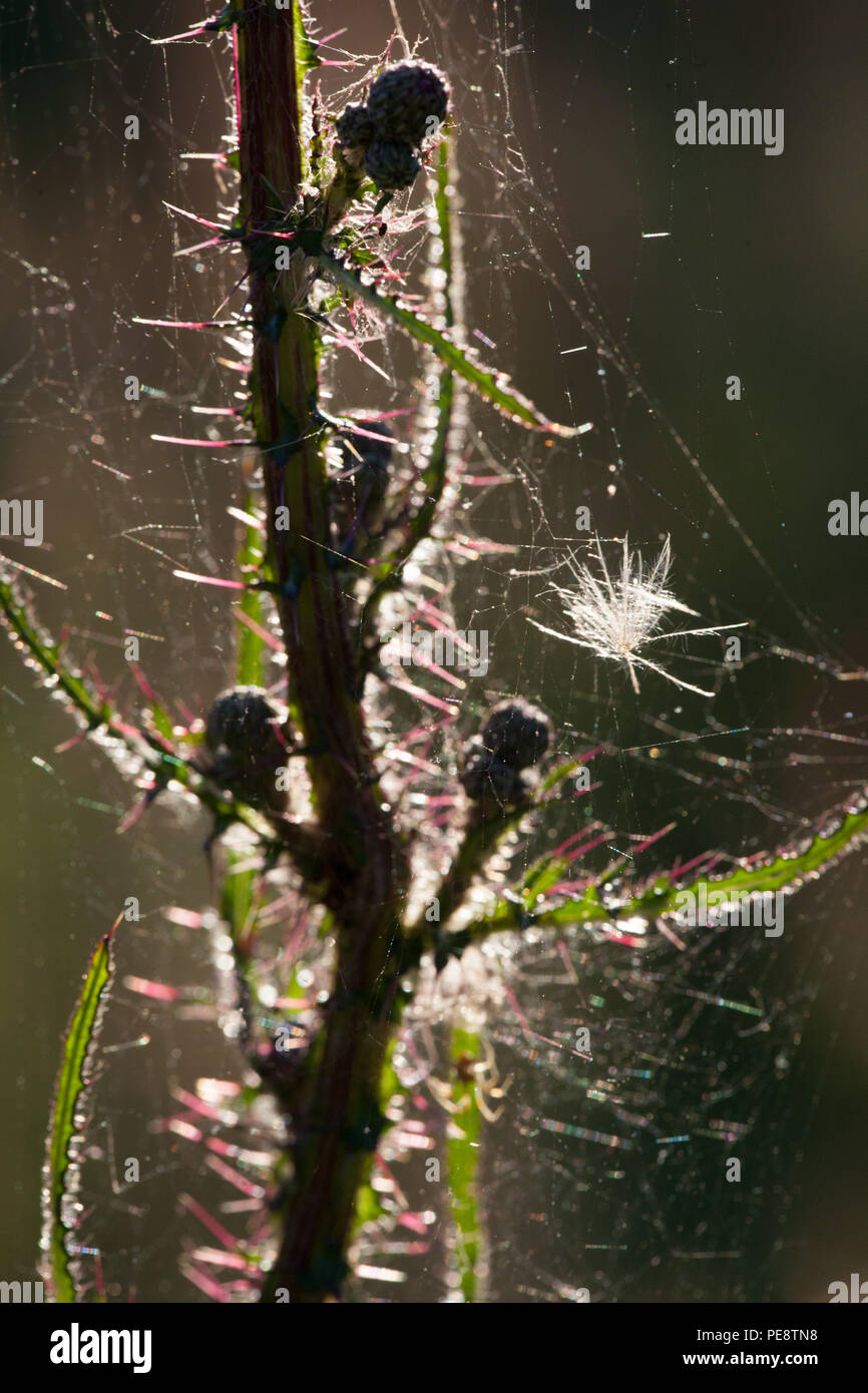 Marsh Thistle ( Cirsium palustre ) with spiders web .Importance of this plant in the development of the Knepp Rewilding project in providing developing micro habitats that in turn produce food for birds and mammals .Hence the ecology of the site changes and develops , which is how rewilding works. Kneep estate has converted 3,500acres of wheat farmland into rewilded habitats with huge numbers of new wildlife species for West Sussex which are generally declining elsewhere nationally . Stock Photo