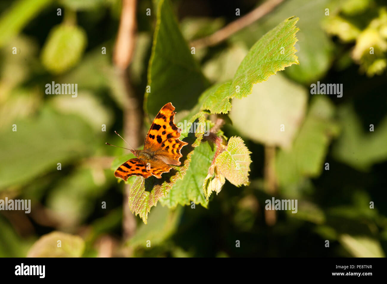 Comma butterfly ( Polygonia c-album ) on Hazel (Coryllus avellana ) in hedge which is part of UK rewilding project at Knepp Estate , which has transformed 3,500 acres from wheat farmland into a rewilded farm. Stock Photo