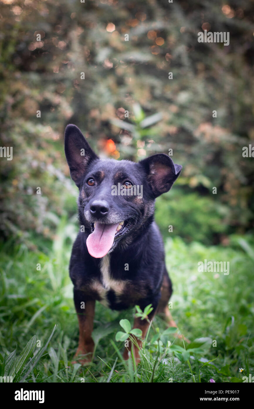 Black mixed breed dog outdoor in summer forest green lawn grass Stock