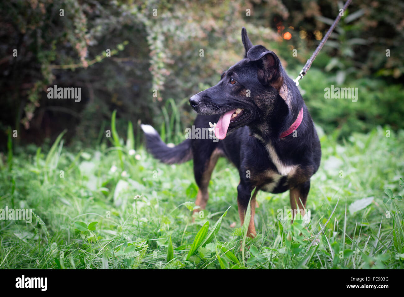 Black mixed breed dog outdoor in summer forest green lawn grass Stock