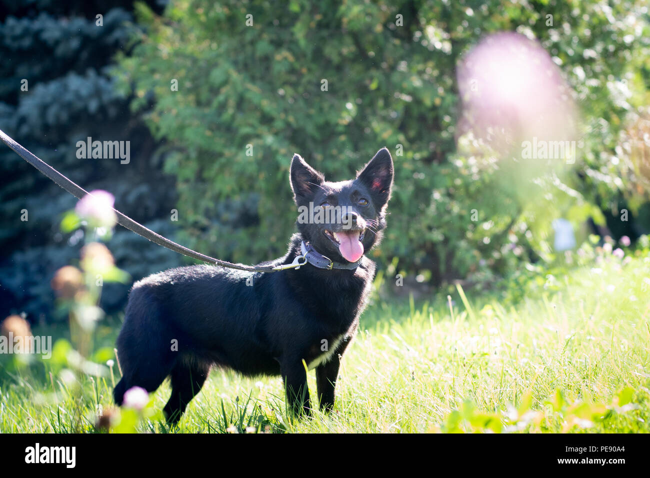 Black mixed breed dog outdoor in summer forest green lawn grass Stock
