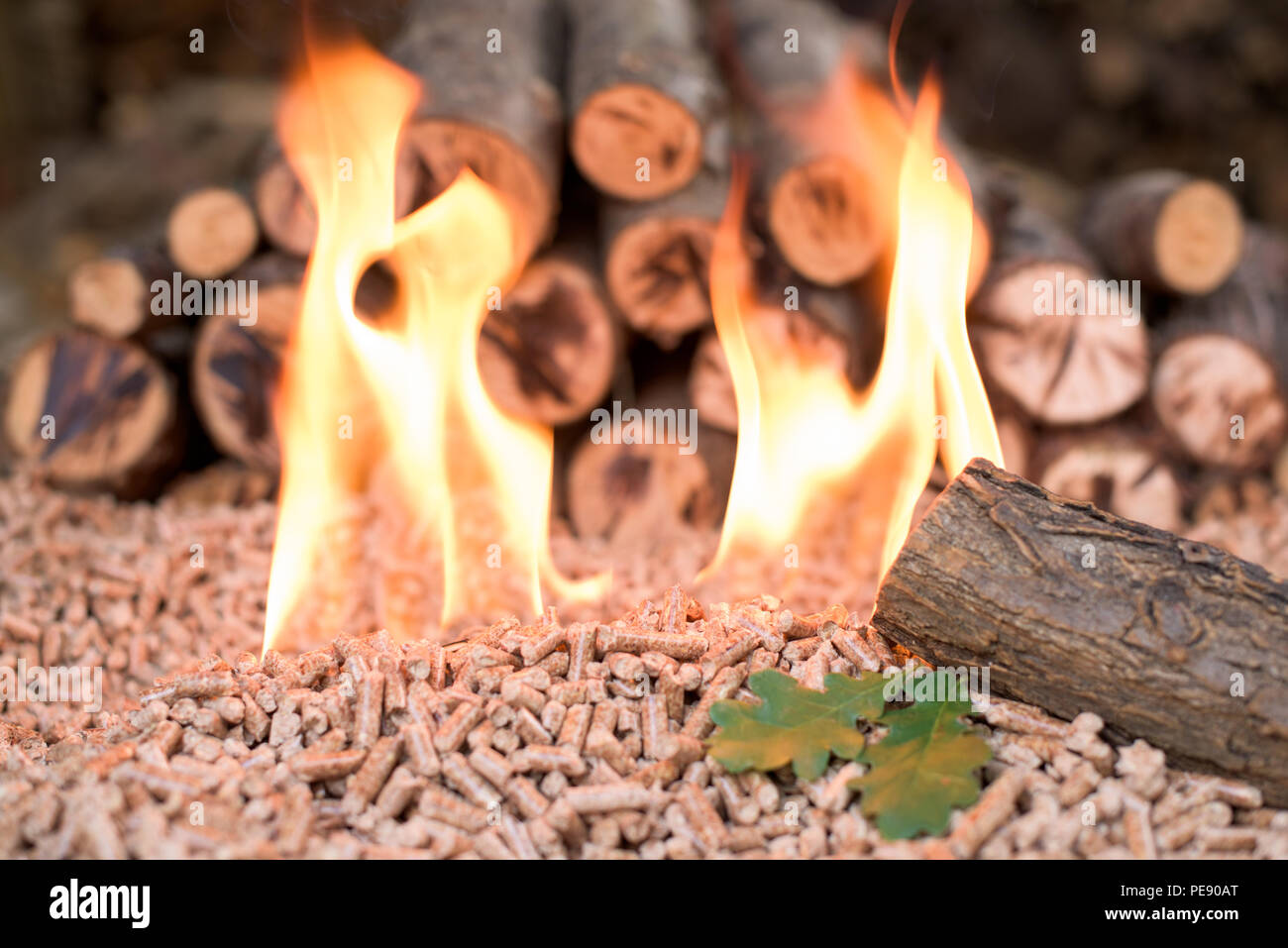 Oak biomass in flames - renewable materials and energy Stock Photo