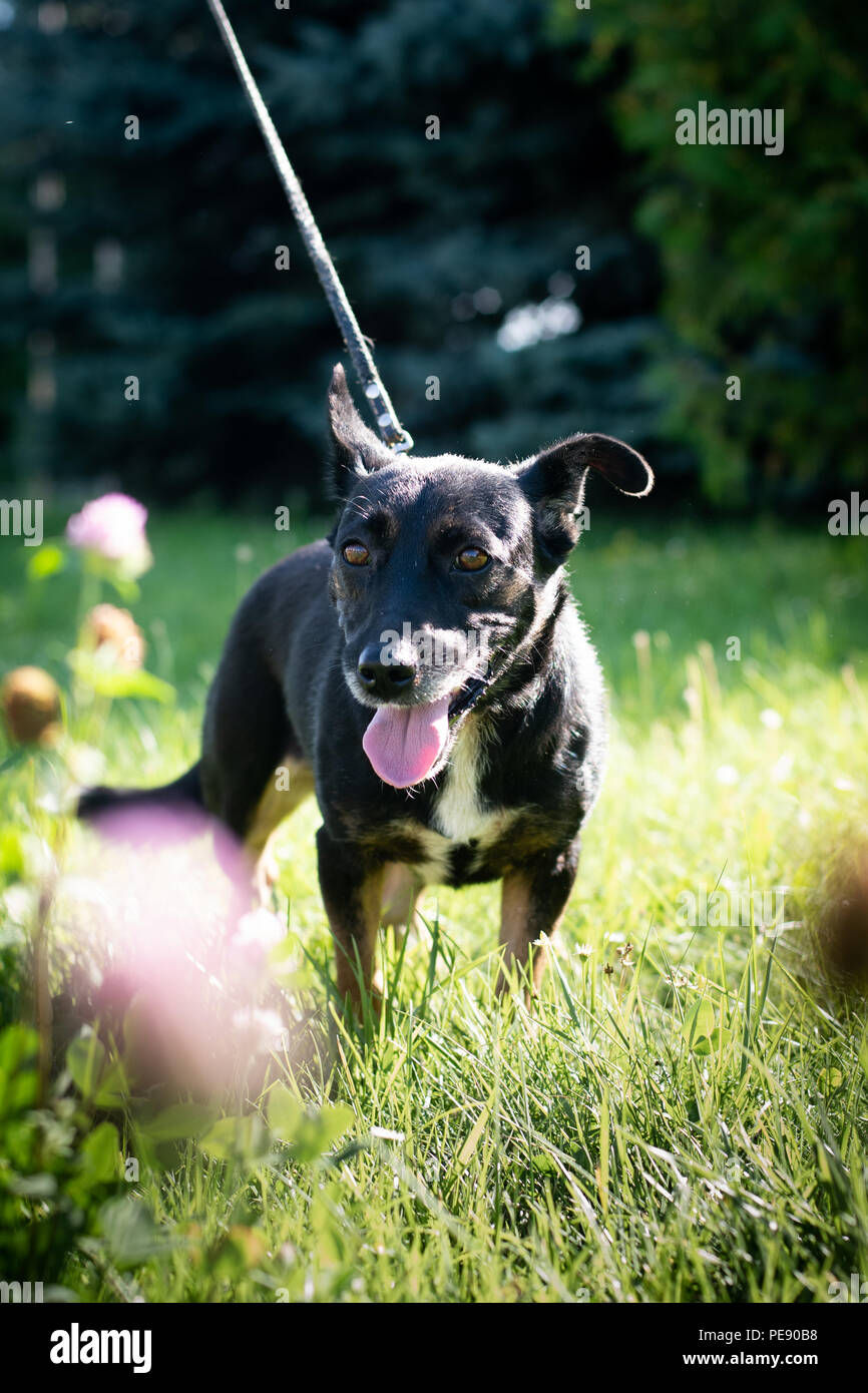 Black mixed breed dog outdoor in summer forest green lawn grass Stock